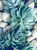 Succulents no words Poster Print by Urban Epiphany Urban Epiphany - Item # VARPDXUERC013B1