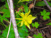 Columbine Poster Print by Popcorn Popcorn - Item # VARPDXWJTFLO00003