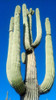 Saguaro 1 Poster Print by Popcorn Popcorn - Item # VARPDXWJTFLO00005