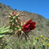 Cholla Bloom III Poster Print by Popcorn Popcorn - Item # VARPDXWJTFLO00013