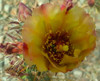 Cholla Bloom V Poster Print by Popcorn Popcorn - Item # VARPDXWJTFLO00017 Cholla Bloom V Poster Print by Popcorn Popcorn - Item # VARPDXWJTFLO00017