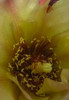 Cholla Bloom VII Poster Print by Popcorn Popcorn - Item # VARPDXWJTFLO00022