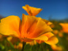 Poppies III Poster Print by Popcorn Popcorn - Item # VARPDXWJTFLO00026