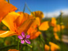 Wildflower II Poster Print by Popcorn Popcorn - Item # VARPDXWJTFLO00028