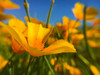 Wildflower VII Poster Print by Popcorn Popcorn - Item # VARPDXWJTFLO00033