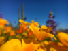 Wildflower VIII Poster Print by Popcorn Popcorn - Item # VARPDXWJTFLO00034