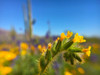 Wildflower VIII Poster Print by Popcorn Popcorn - Item # VARPDXWJTFLO00035