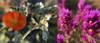 Wildflowers Collage III Poster Print by Popcorn Popcorn - Item # VARPDXWJTFLO00063 Wildflowers Collage III Poster Print by Popcorn Popcorn - Item # VARPDXWJTFLO00063
