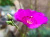 Rock Purslane Bloom II Poster Print by Popcorn Popcorn - Item # VARPDXWJTFLO00112