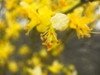 Tree In Bloom II Poster Print by Popcorn Popcorn - Item # VARPDXWJTFLO00116