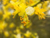 Tree In Bloom III Poster Print by Popcorn Popcorn - Item # VARPDXWJTFLO00117