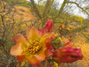 Cholla Bloom IX Poster Print by Popcorn Popcorn - Item # VARPDXWJTFLO00119