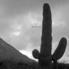 Saguaro Arrow BandW Poster Print by Popcorn Popcorn - Item # VARPDXWJTLAN00048