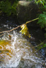Riparian II Poster Print by Popcorn Popcorn - Item # VARPDXWJTPHO00003
