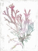 Pink Coral  Poster Print by Aimee Wilson - Item # VARPDXWL312A
