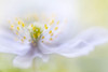 Disher - Anemone Beauty Poster Print by 1x 1x - Item # VARPDXXI465A