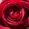 Rose 2 Poster Print by Suzanne Foschino - Item # VARPDXZFSQ185B