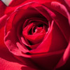 Rose 3 Poster Print by Suzanne Foschino - Item # VARPDXZFSQ185C