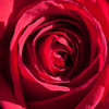 Rose 4 Poster Print by Suzanne Foschino - Item # VARPDXZFSQ185D