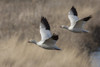 Ross geese Poster Print by Ken Archer - Item # VARPDDNA02KAR1090