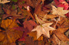 Fall foliage Poster Print by Anna Miller (24 x 18) # US15AMI0302