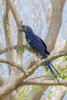 Hyacinth Macaw Poster Print by Ken Archer - Item # VARPDDNA02KAR0682