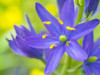 Camas close-up Poster Print by Sylvia Gulin