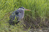 Great blue heron Poster Print by Ken Archer - Item # VARPDDNA02KAR0872