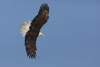 Bald eagle flying Poster Print by Ken Archer