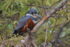 Ringed kingfisher Poster Print by Ken Archer - Item # VARPDDNA02KAR0838