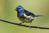 Turquoise tanager Poster Print by Ken Archer - Item # VARPDDNA02KAR0931 Turquoise tanager Poster Print by Ken Archer - Item # VARPDDNA02KAR0931