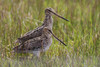 Common snipe pair Poster Print by Ken Archer