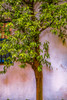 Tree and wall Poster Print by George Theodore (18 x 24) # NA01GTH0000