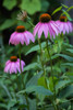 Purple coneflowers Poster Print by Anna Miller (18 x 24) # NA01AMI0515