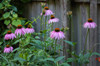 Purple coneflowers Poster Print by Anna Miller (24 x 18) # NA01AMI0516