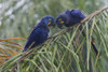 Hyacinth Macaw pair Poster Print by Ken Archer - Item # VARPDDNA02KAR0683