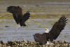 Bald eagle fighting Poster Print by Ken Archer