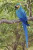 Blue and gold macaw Poster Print by Ken Archer - Item # VARPDDNA02KAR0792