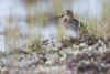 Common Snipe calling Poster Print by Ken Archer - Item # VARPDDNA02KAR0745