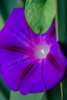 Purple morning glory Poster Print by Anna Miller (18 x 24) # NA01AMI0568