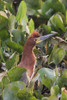 Tiger rufescent heron Poster Print by Ken Archer - Item # VARPDDNA02KAR0846
