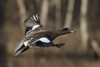 American wigeon drake Poster Print by Ken Archer - Item # VARPDDNA02KAR1002
