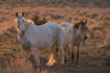 Wild horses at sunset Poster Print by Ken Archer