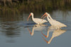 White ibises foraging Poster Print by Ken Archer - Item # VARPDDUS10KAR0015