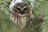 Northern saw-whet owl Poster Print by Ken Archer - Item # VARPDDUS48KAR0385