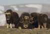 Musk ox, Arctic tundra Poster Print by Ken Archer - Item # VARPDDNA02KAR0901