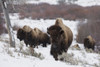 Bison herd on the move Poster Print by Ken Archer
