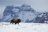 Bison bull on the move Poster Print by Ken Archer - Item # VARPDDNA02KAR1027