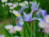 Iris and wildflowers Poster Print by Julie Eggers (24 x 18) # US08JEG0014