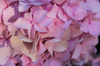 Pink hydrangea blossom Poster Print by Anna Miller (24 x 18) # NA01AMI0411